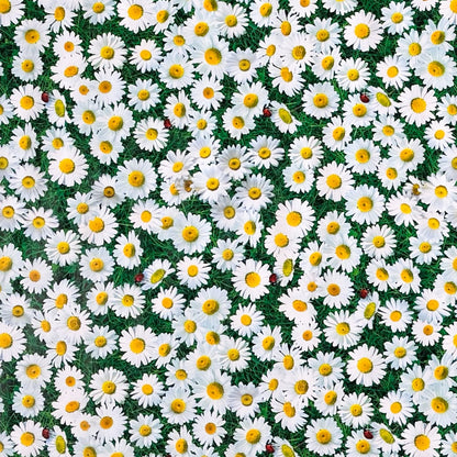 Rechteckige Wachstuch-Tischdecke mit dichtem Gänseblümchen-Muster. Zahlreiche weiße Blüten mit gelber Mitte bedecken einen grünen Hintergrund aus Blättern und Gräsern und erzeugen die Optik einer blühenden Sommerwiese. Zwischen den Blüten sind vereinzelt kleine Marienkäfer zu sehen, die dem floralen Design einen natürlichen und verspielten Akzent verleihen. Die Tischdecke fällt über die Kanten eines Tisches herab.