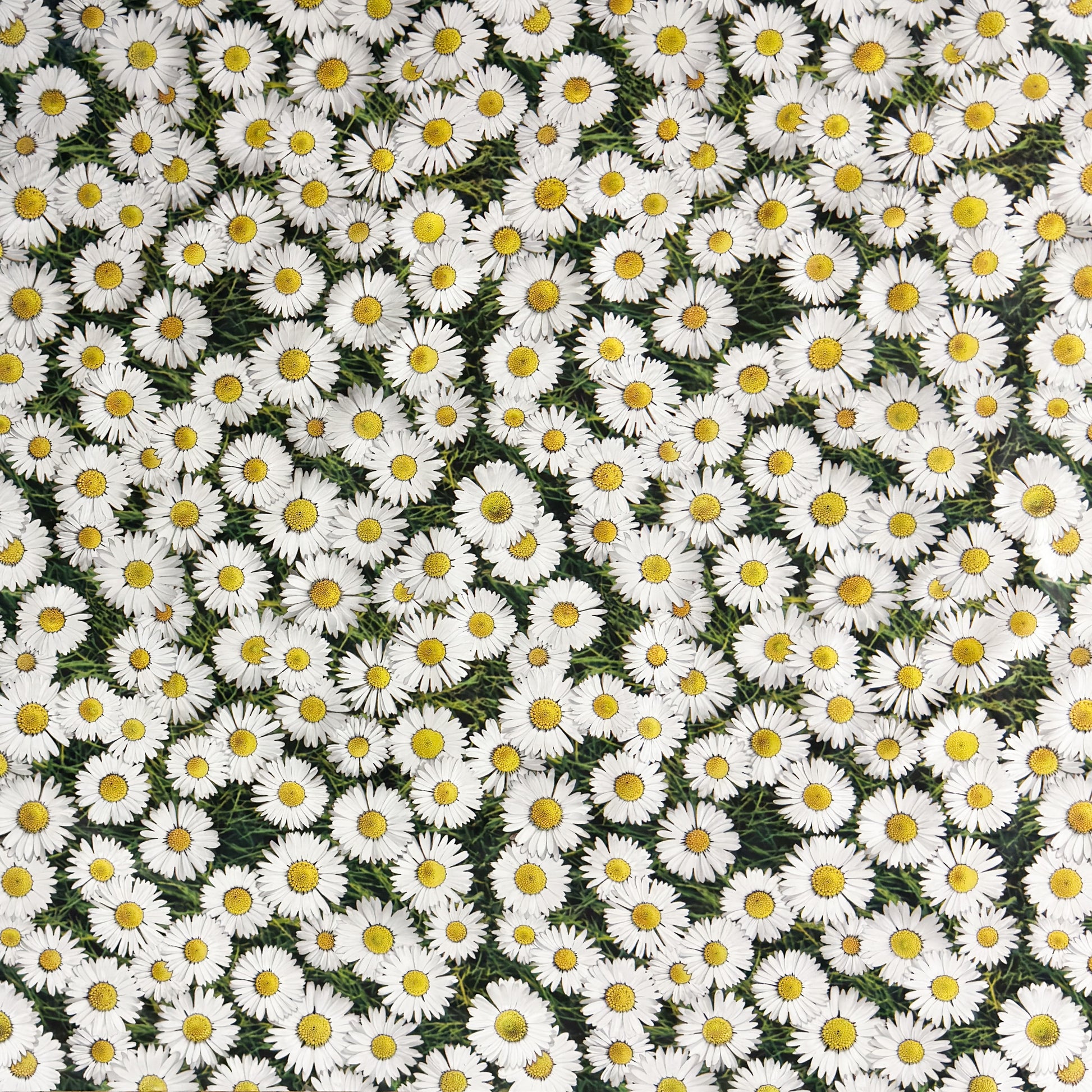 Wachstuch Tischdecke Margerite Blumenwiese