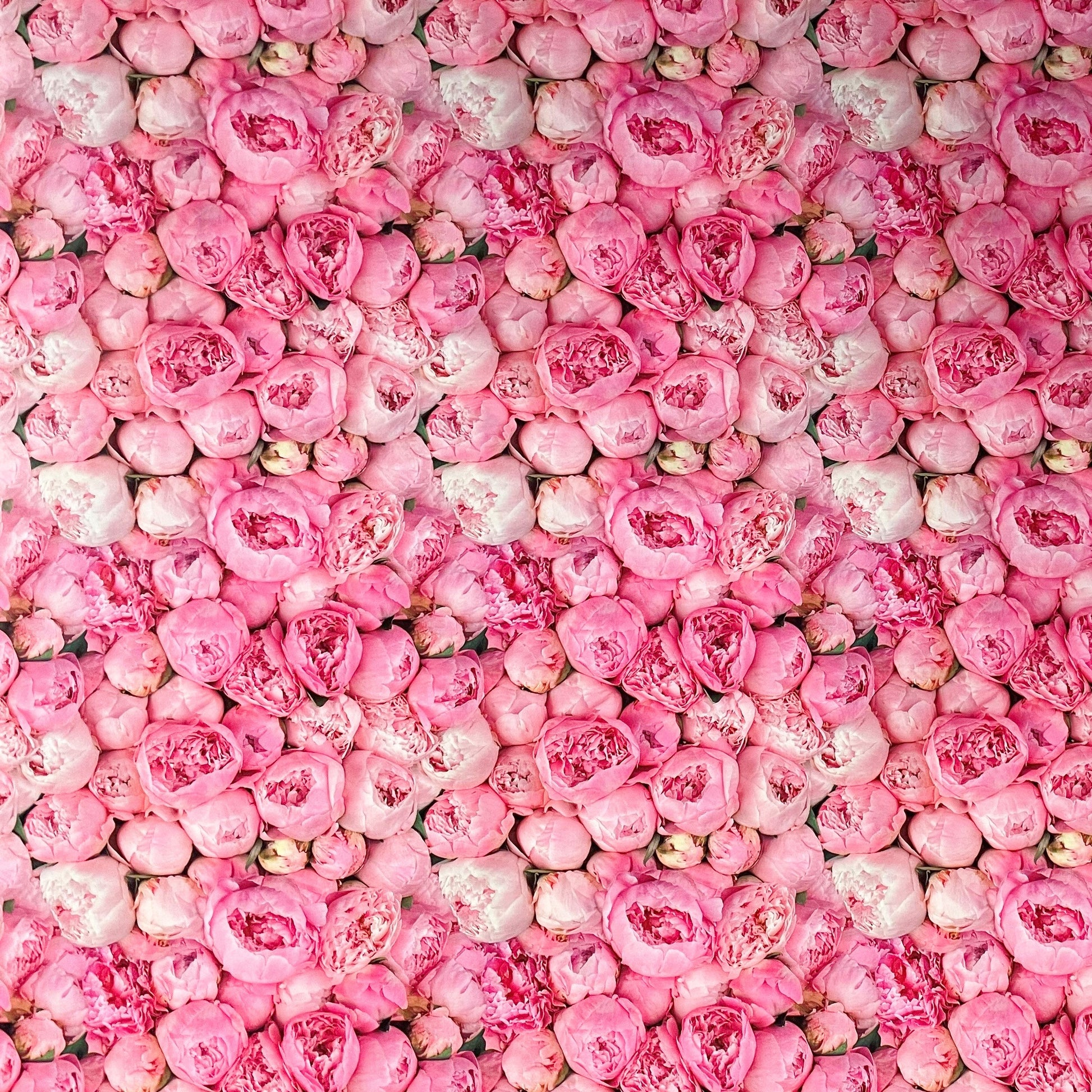 Wachstuch Tischdecke Rosen Pfingstrosen rosa