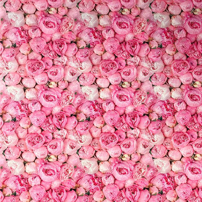 Wachstuch Tischdecke Rosen Pfingstrosen rosa